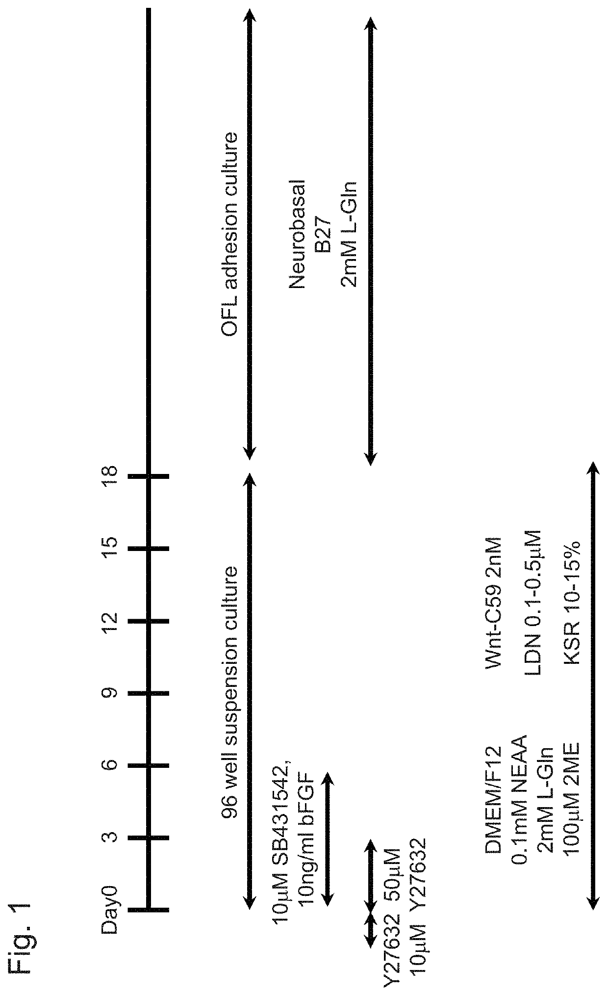 Method for inducing cerebral cortex neurons