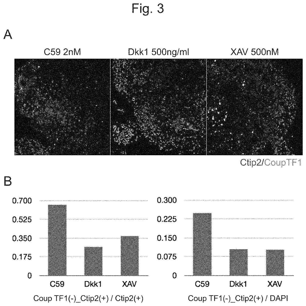 Method for inducing cerebral cortex neurons