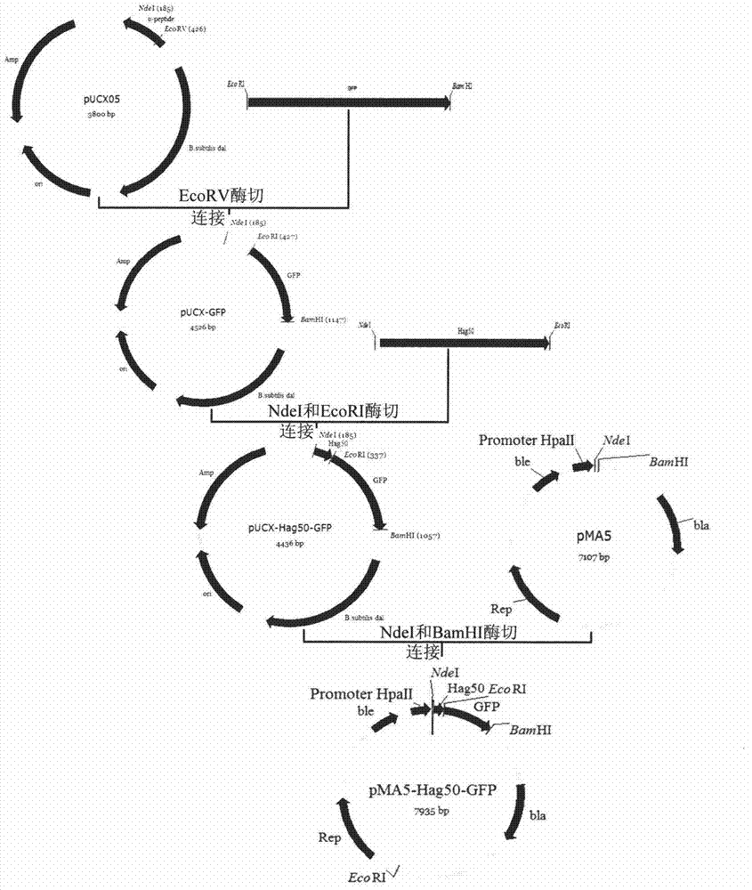 Improvement of expression quantity of foreign proteins by fusion label