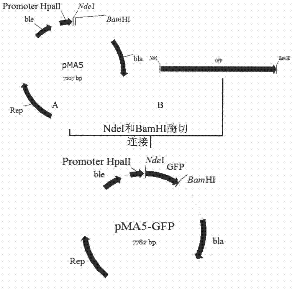 Improvement of expression quantity of foreign proteins by fusion label