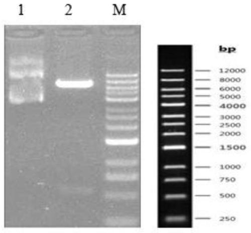 Preparation method and application of cytokine medicine