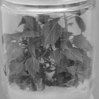 A kind of tissue culture rapid propagation method of golden catalpa