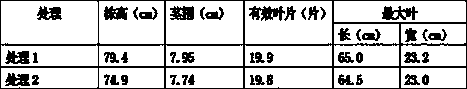 No-tillage aphid-preventing and disease-preventing efficient cultivation method for flue-cured tobacco