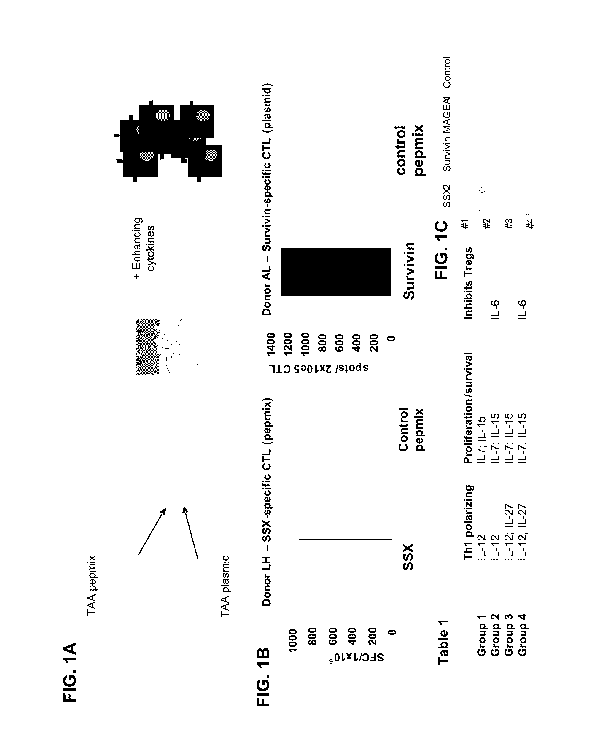 Generation of ctl lines with specificity against multiple tumor antigens or multiple viruses