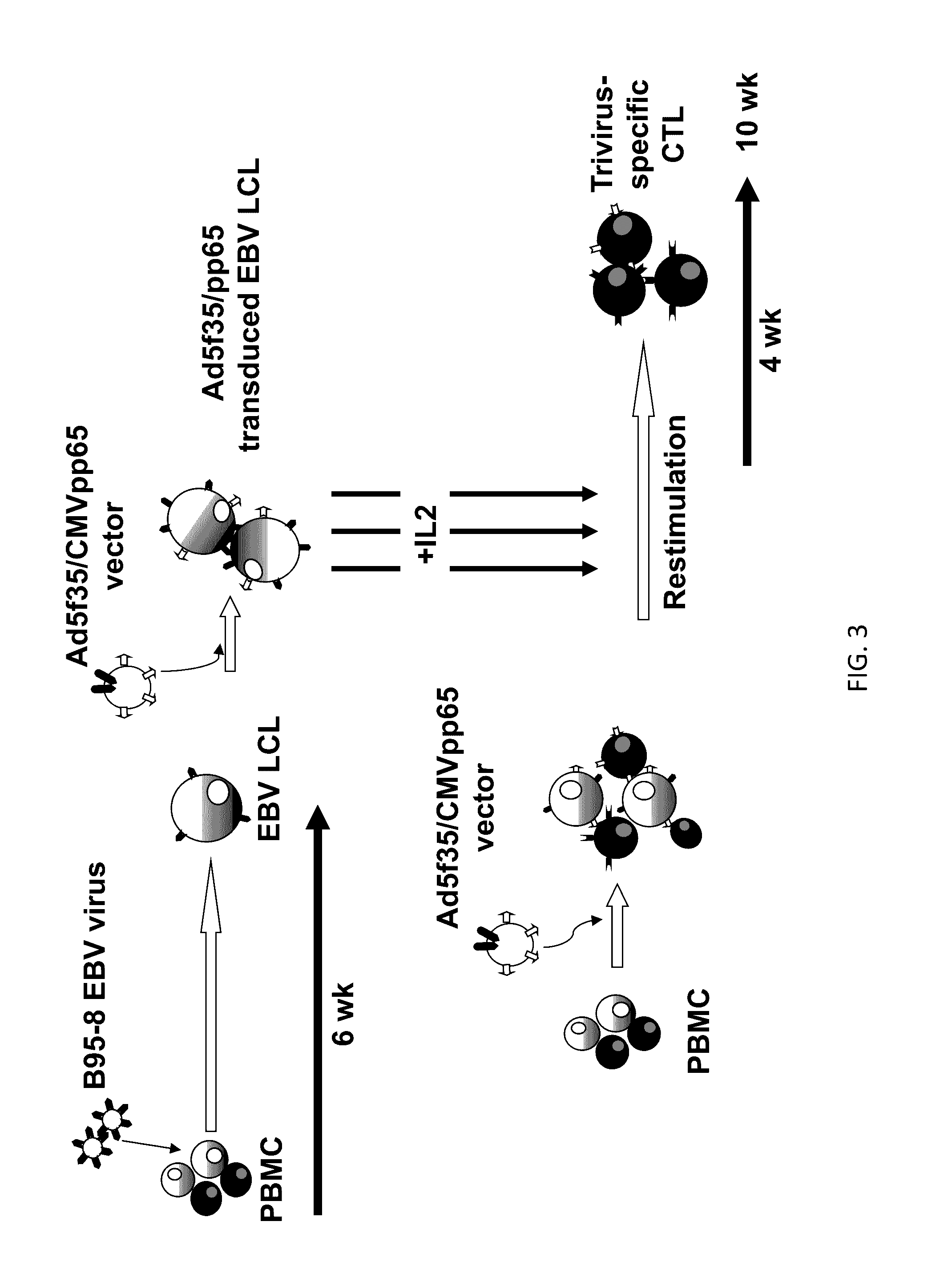 Generation of ctl lines with specificity against multiple tumor antigens or multiple viruses