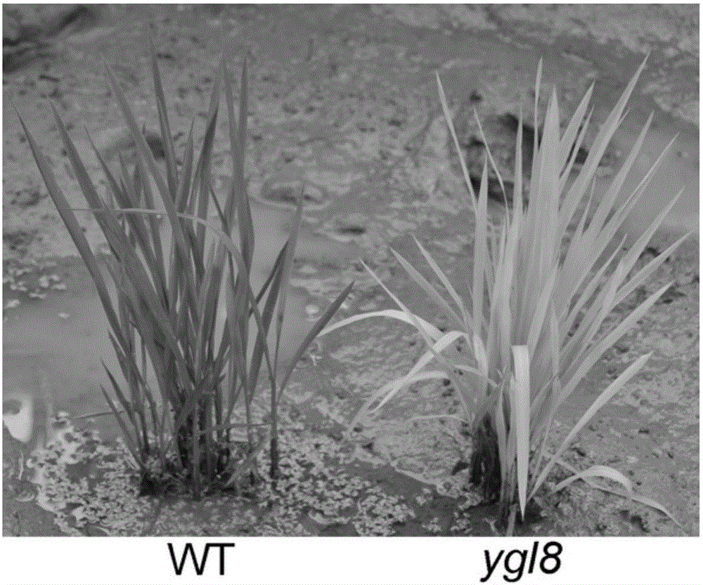 Rice yellow green leaf trait gene ygl8 and application thereof to rice breeding