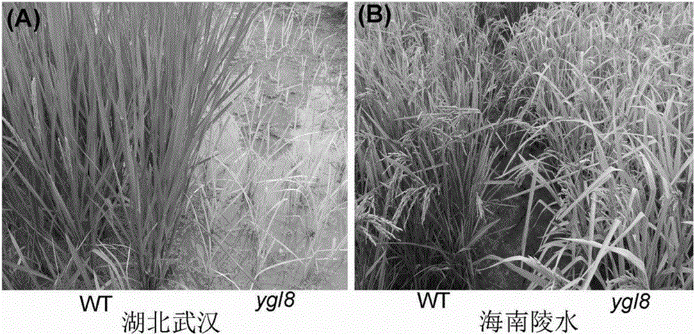 Rice yellow green leaf trait gene ygl8 and application thereof to rice breeding