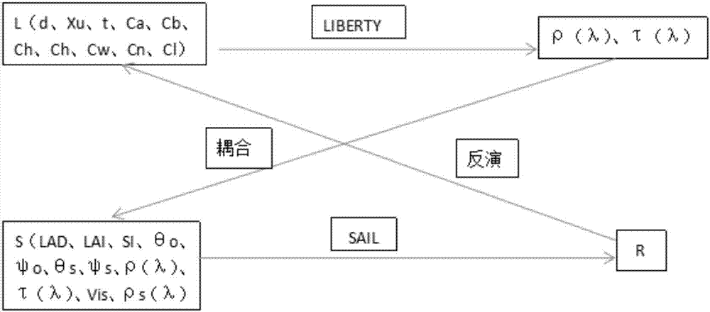 Aciculignosa canopy reflectivity calculation method and model