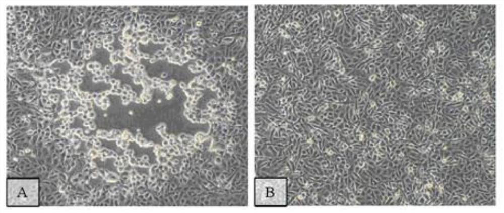 Chog cholera and porcine pseudorabies bivalent vaccine as well as preparation method and application thereof