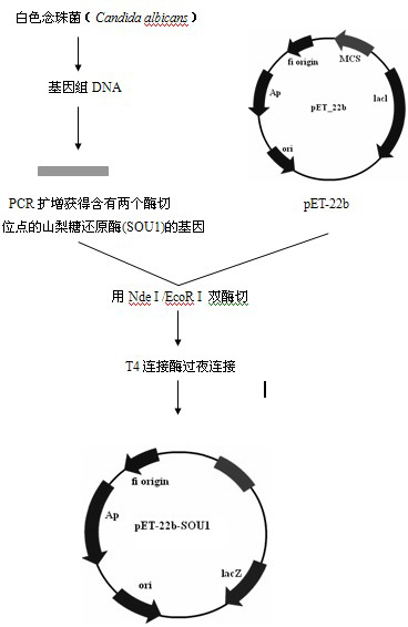 Application of a kind of sorbose reductase in biological preparation of ethyl (s)-4-chloro-3-hydroxybutyrate