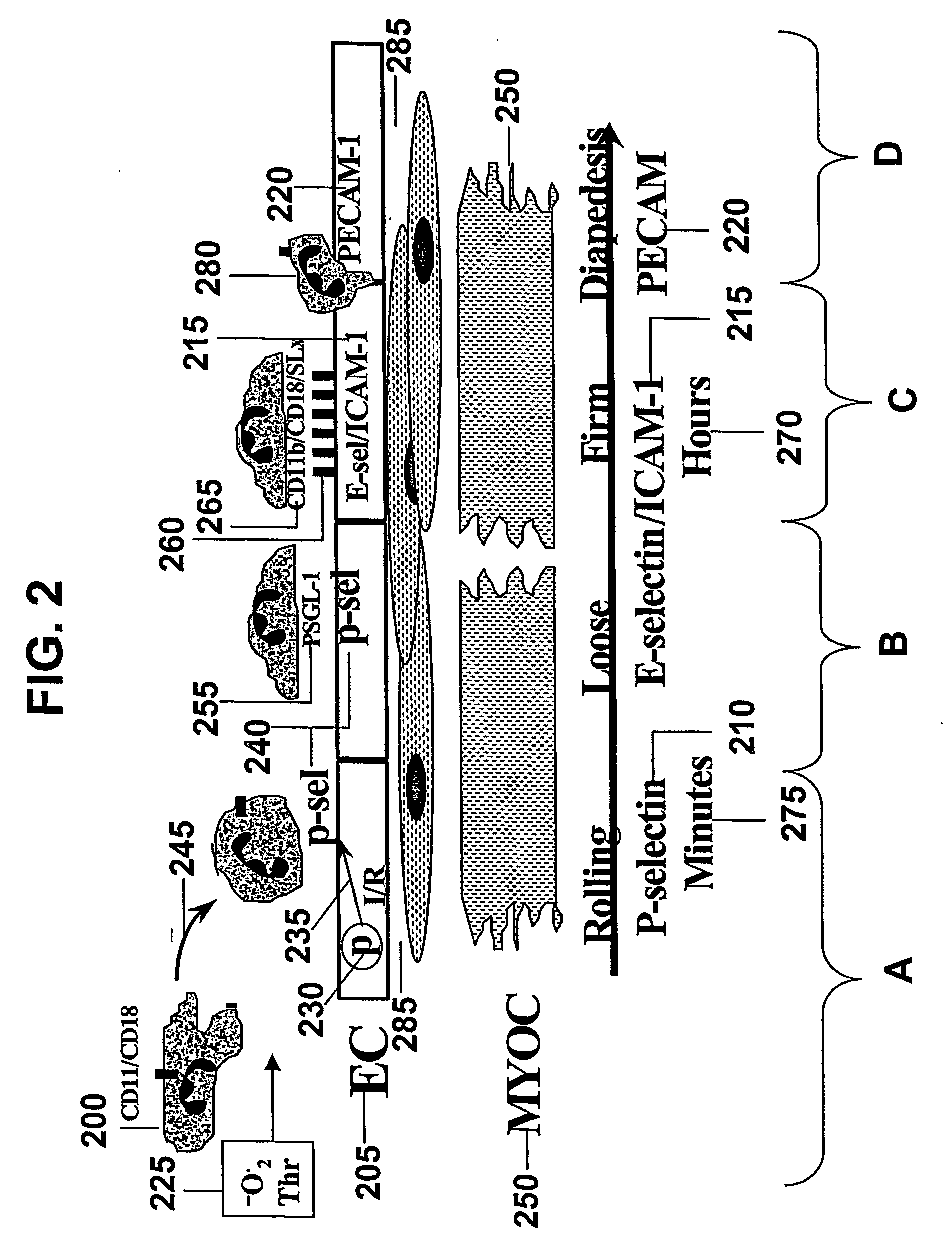 Compositions and methods for use of a protease inhibitor and adenosine for preventing organ ischemia and reperfusion injury