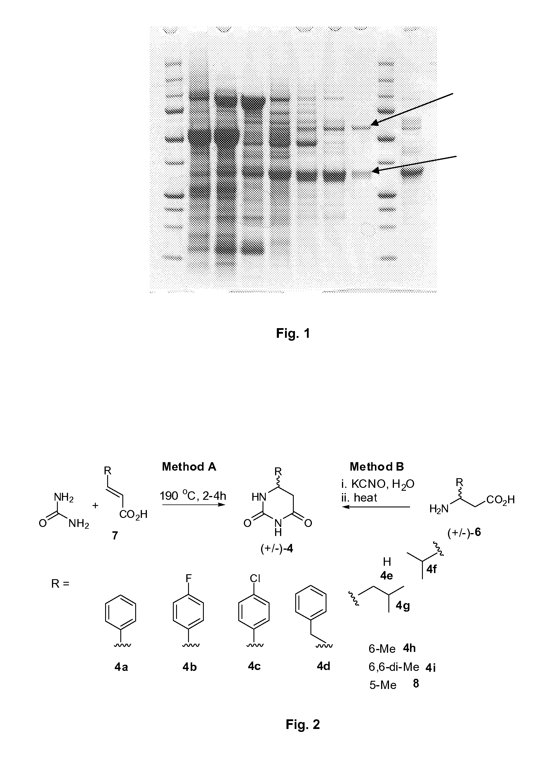 Preparation of beta-amino acids