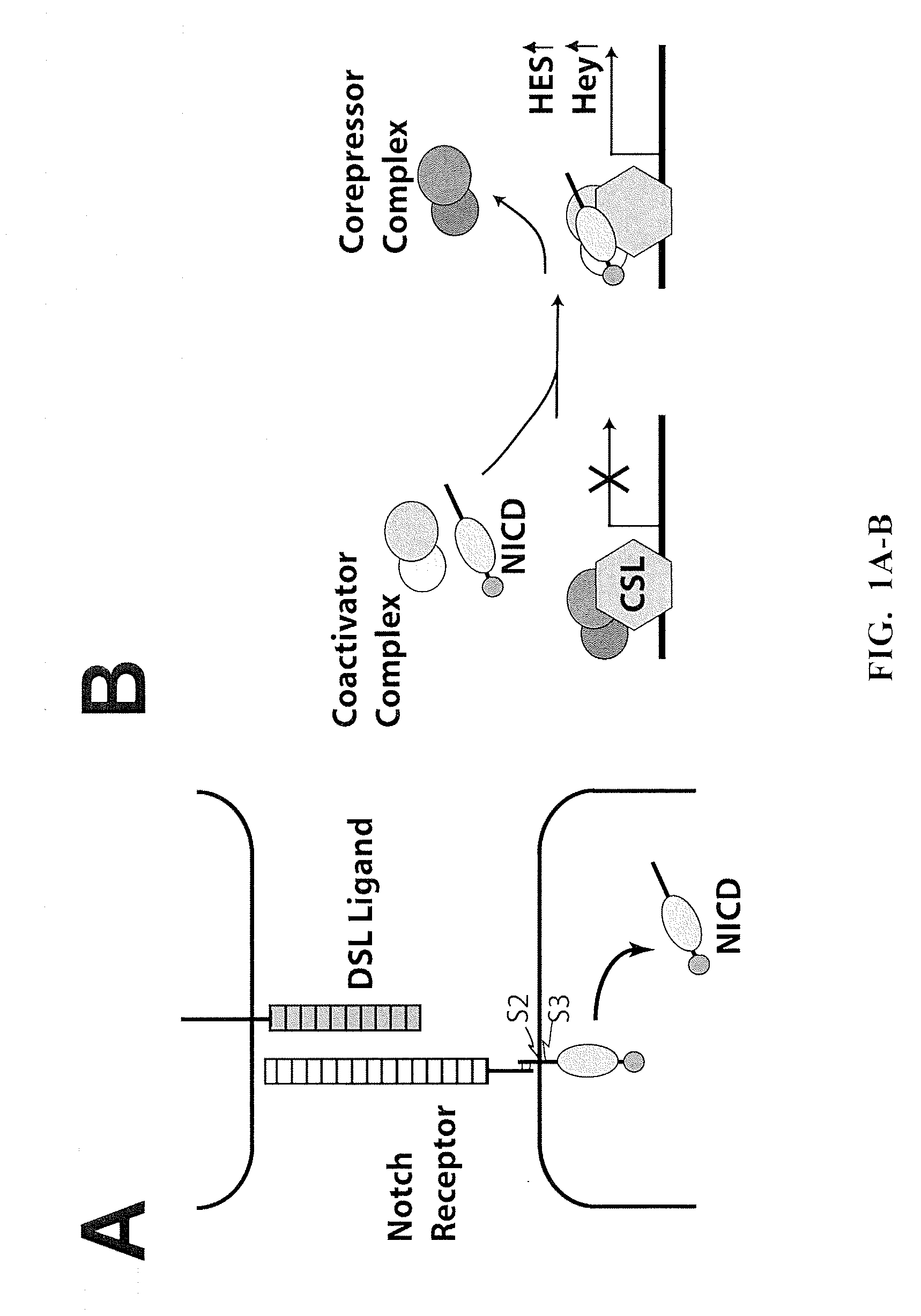 Targeting of notch3 receptor function for cancer therapy