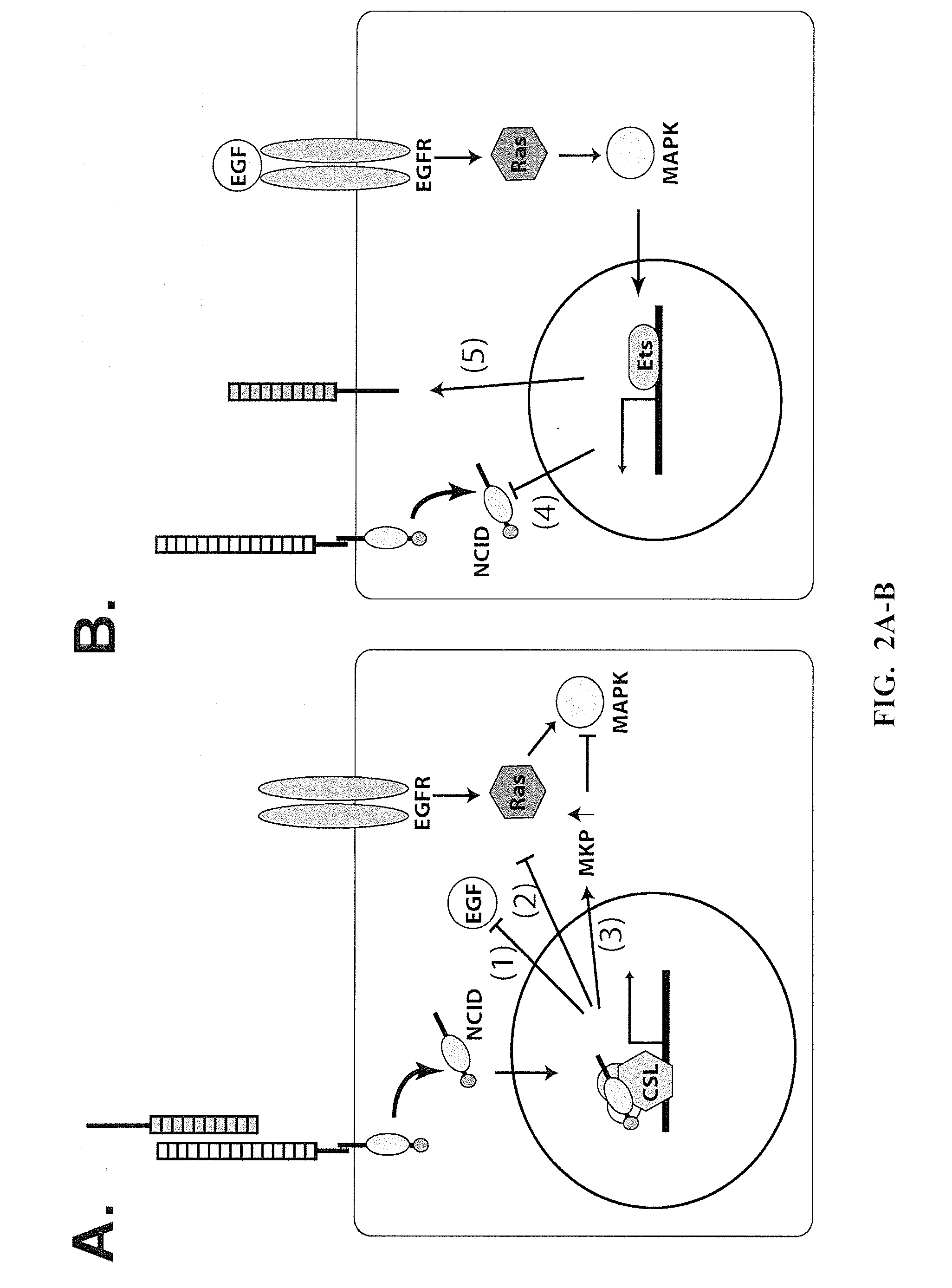 Targeting of notch3 receptor function for cancer therapy