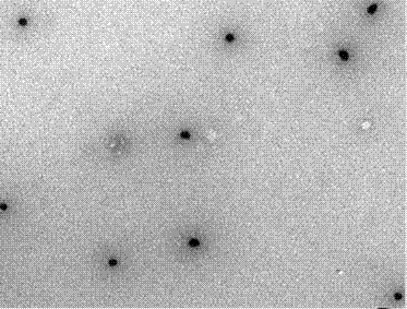 An immunocolloidal gold test paper strip for detecting a pig toxoplasmosis circulating antigen and a preparing method thereof