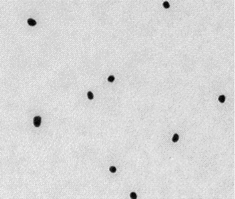 An immunocolloidal gold test paper strip for detecting a pig toxoplasmosis circulating antigen and a preparing method thereof