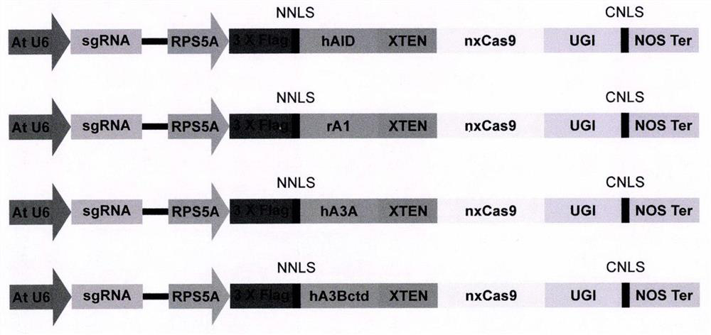 Cytosine deaminase and cytosine editor comprising same