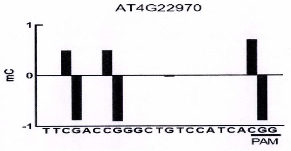 Cytosine deaminase and cytosine editor comprising same