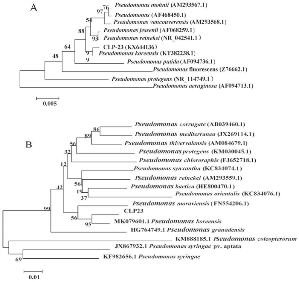 Biological fungicide, as well as preparation method and application thereof