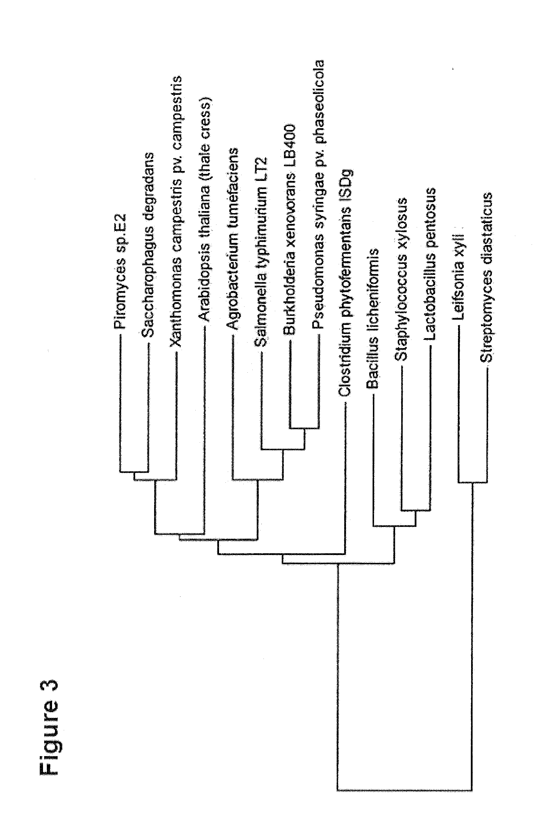 Prokaryotic Xylose Isomerase for the Construction of Xylose Fermenting Yeasts