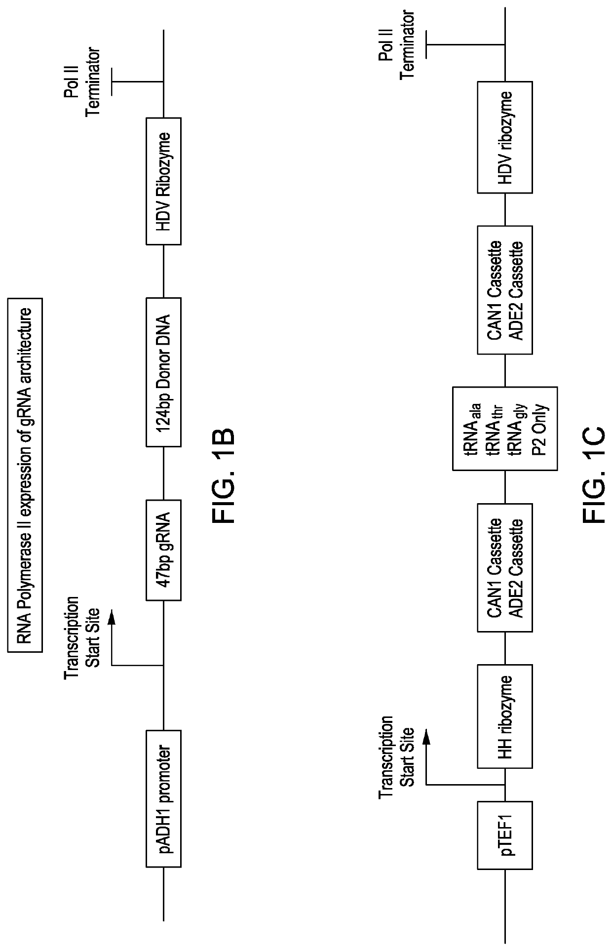 Simultaneous multiplex genome editing in yeast