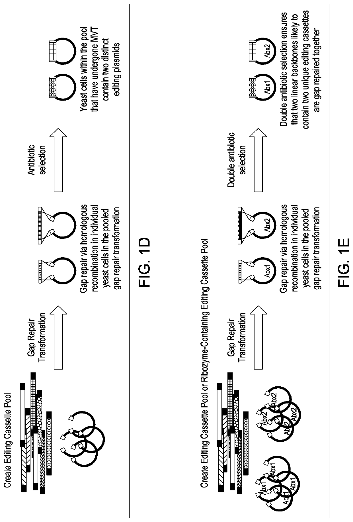 Simultaneous multiplex genome editing in yeast