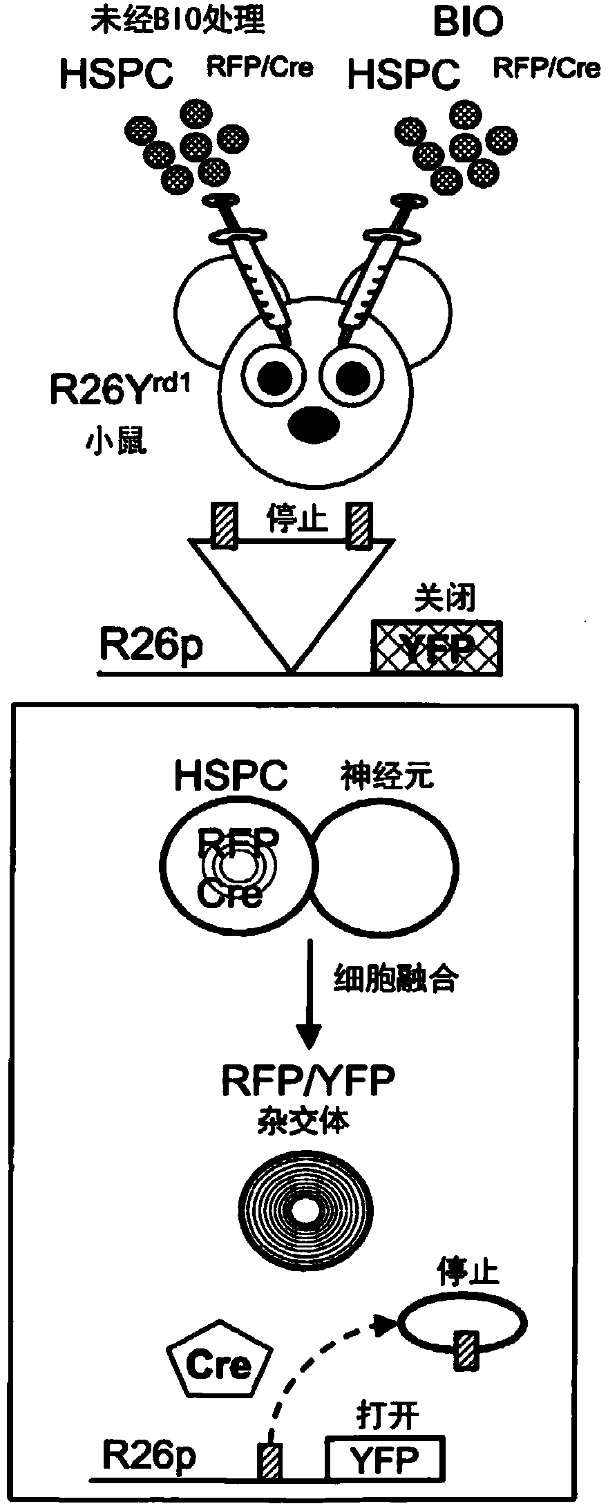 Methods Of Treatment Of Retinal Degeneration Diseases