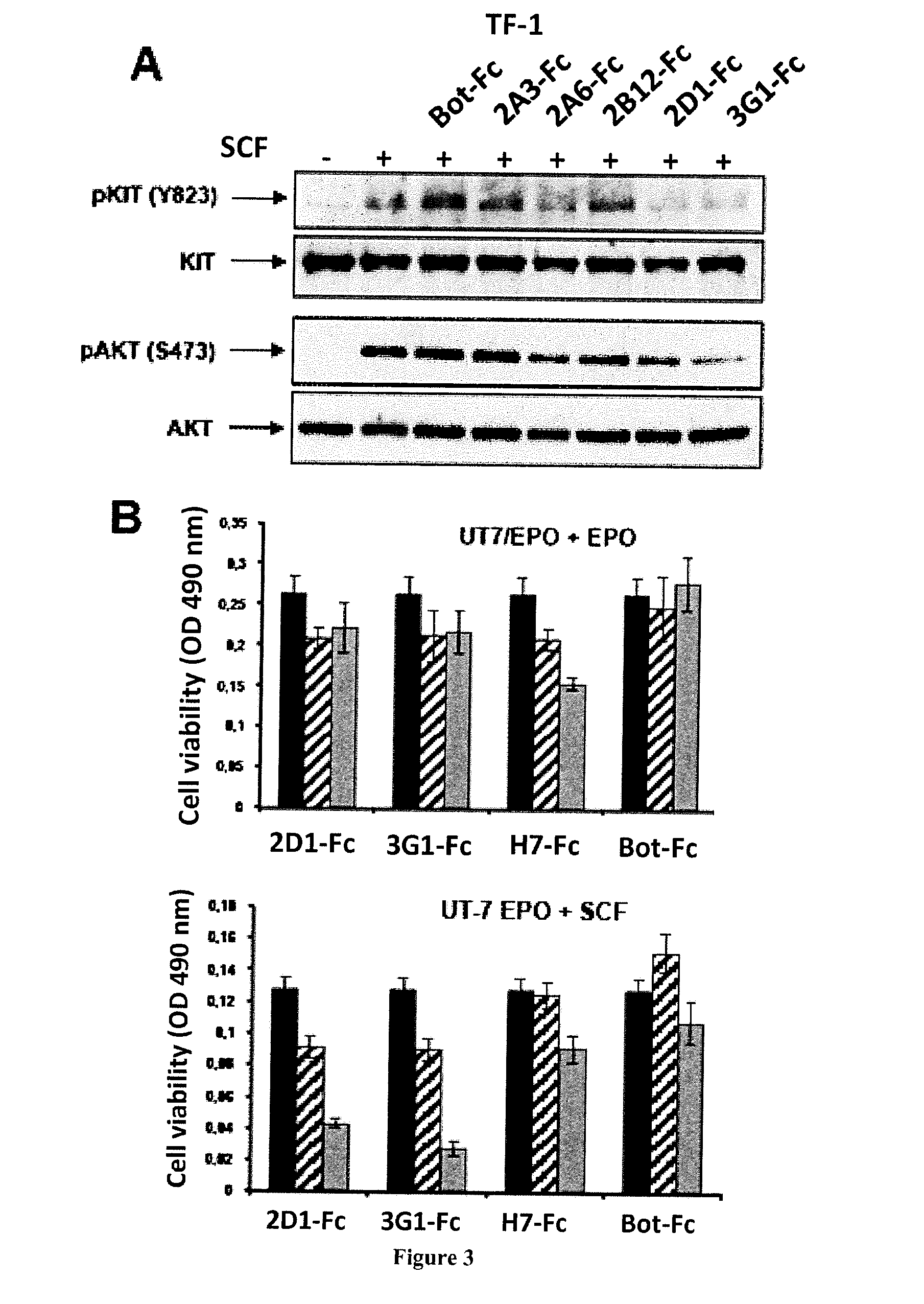 Human Neutralizing Anti-Kit Antibodies and Uses Thereof