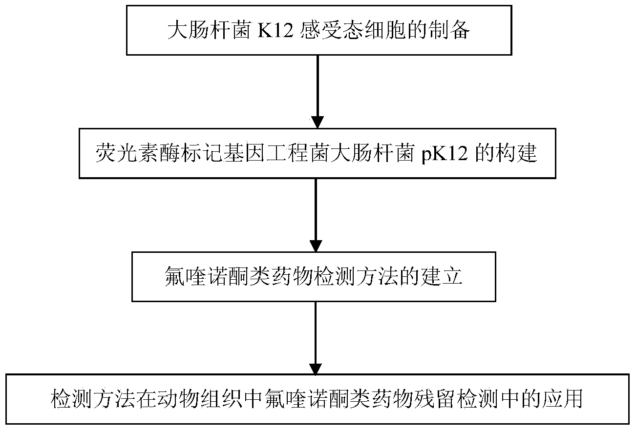 Detection method of fluoroquinolone drug residues based on luciferase labelled engineered bacterium