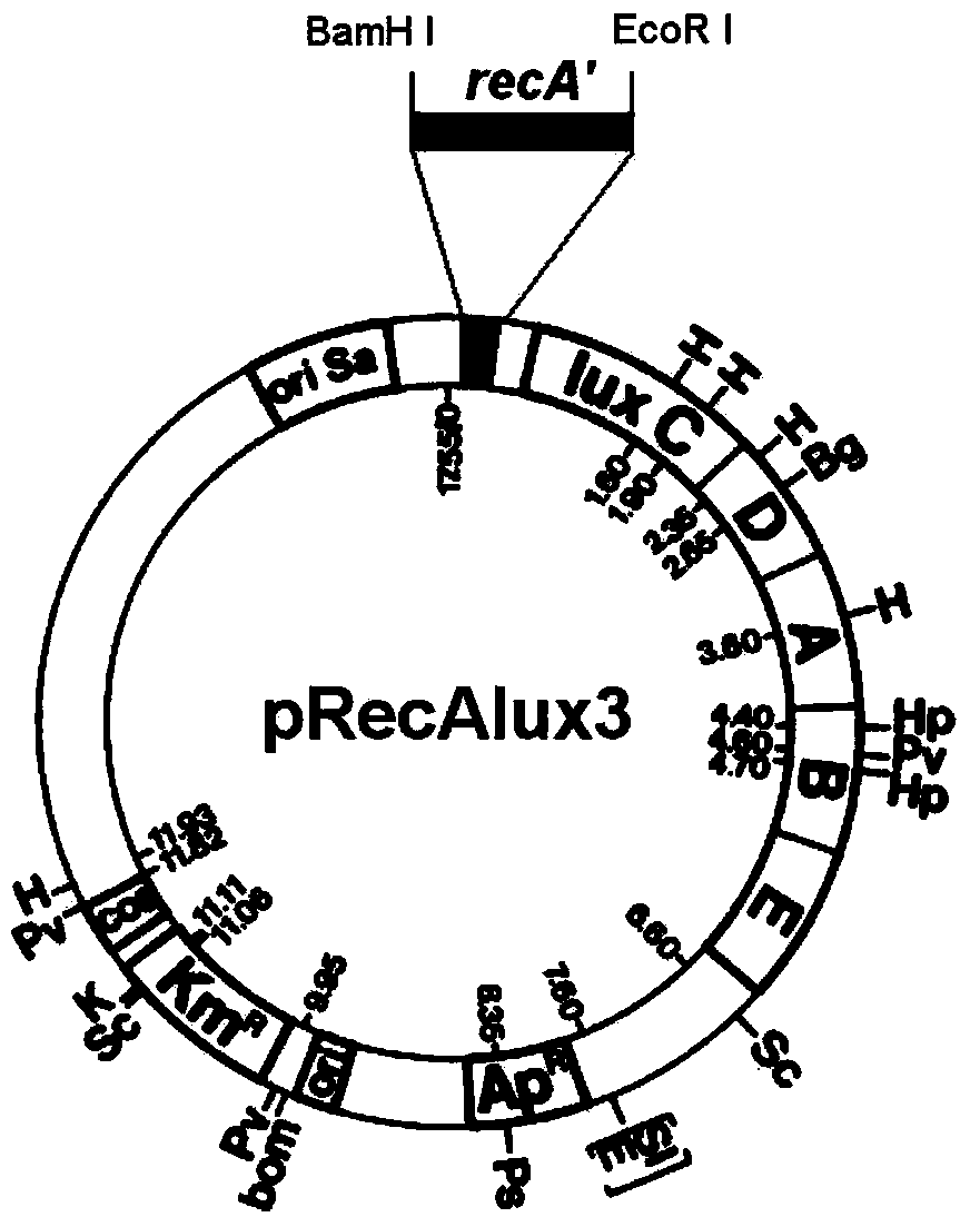 Detection method of fluoroquinolone drug residues based on luciferase labelled engineered bacterium