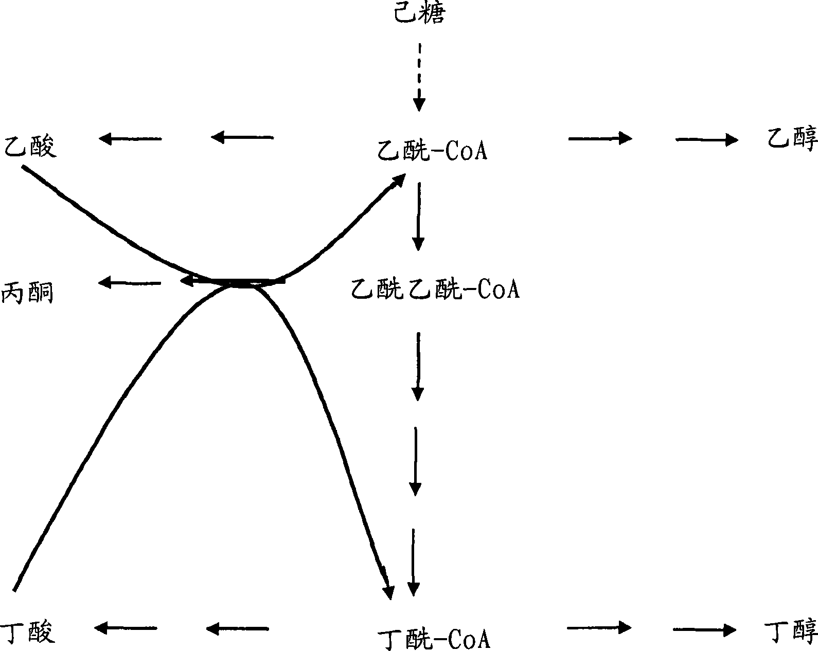 Fermentative production of acetone from renewable resources by means of novel metabolic pathway