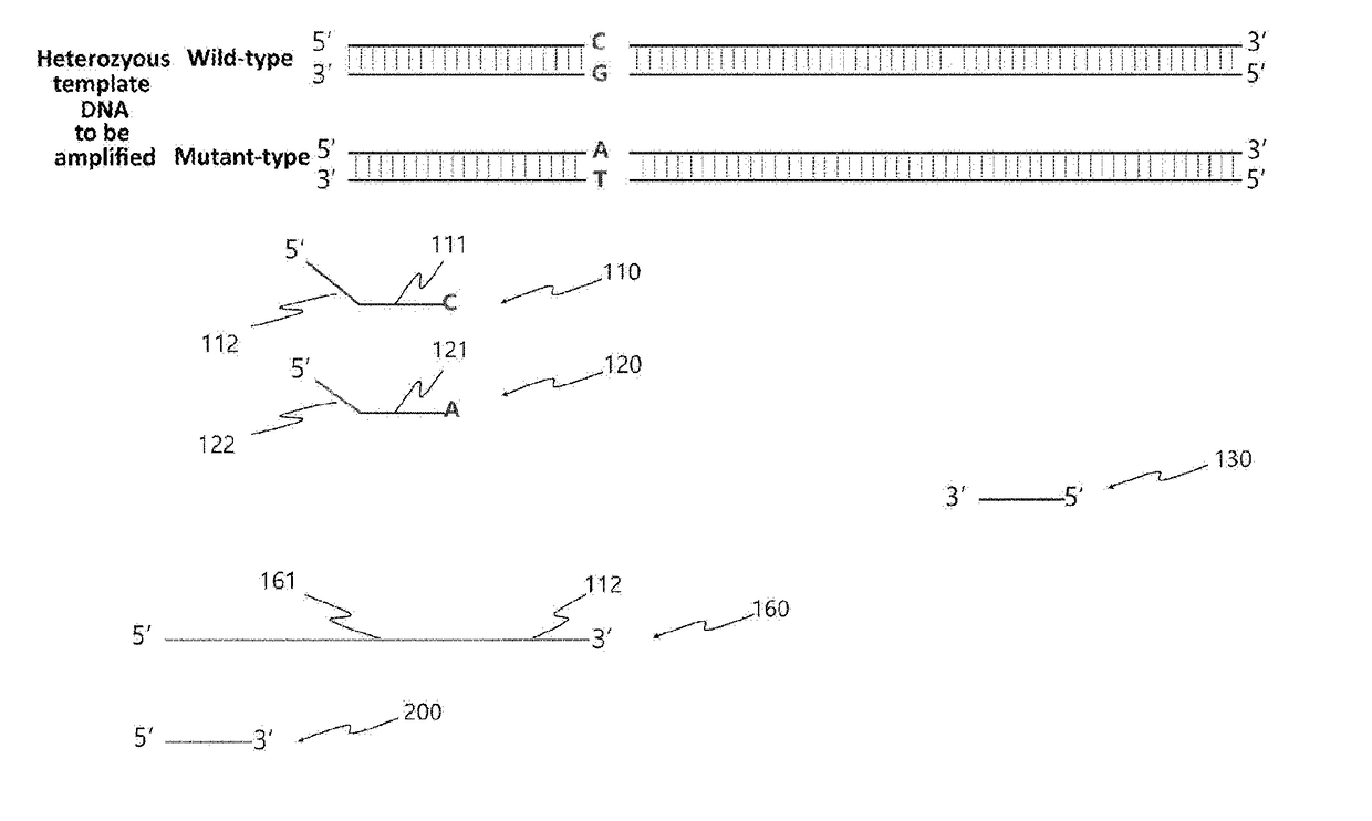 Kit and method for detecting single nucleotide polymorphism