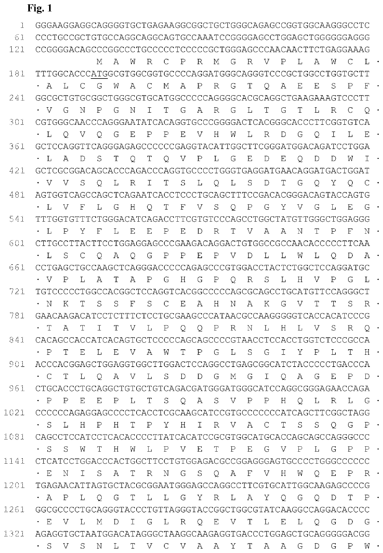 Antibodies that bind to AXL proteins