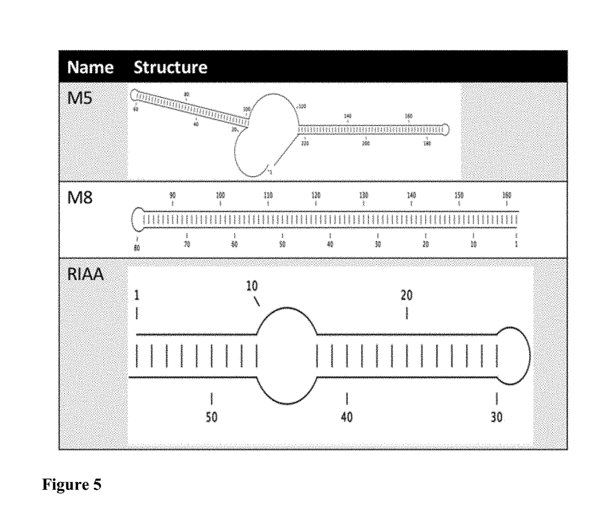 Novel RNA construct and methods of use thereof for enhancing the therapeutic effects of cytotoxic cells and stem cells