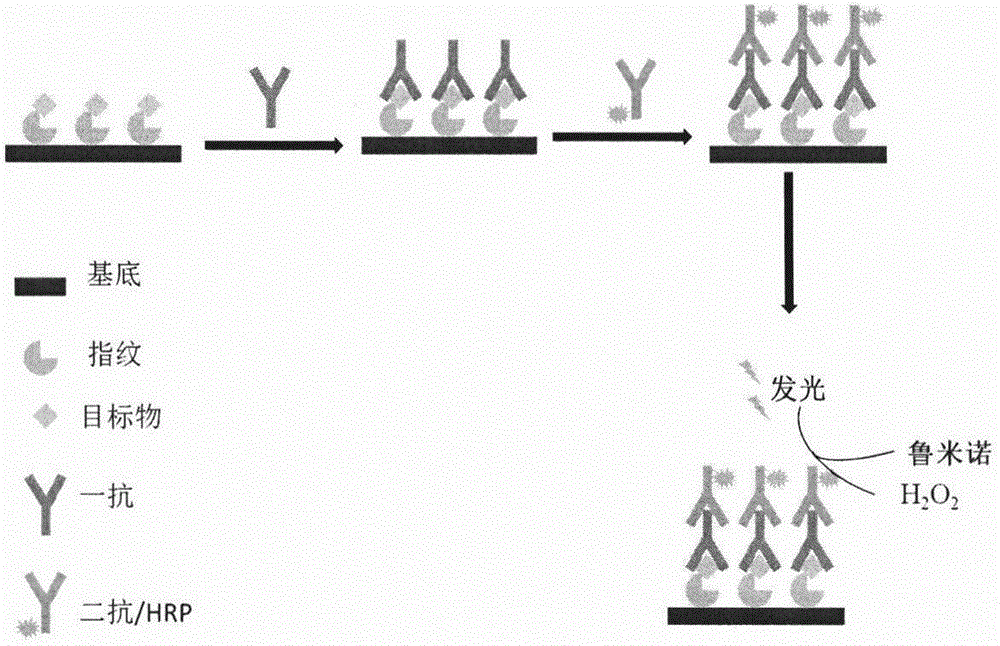 Method for extracting and showing bloody fingerprint on basis of protein blotting