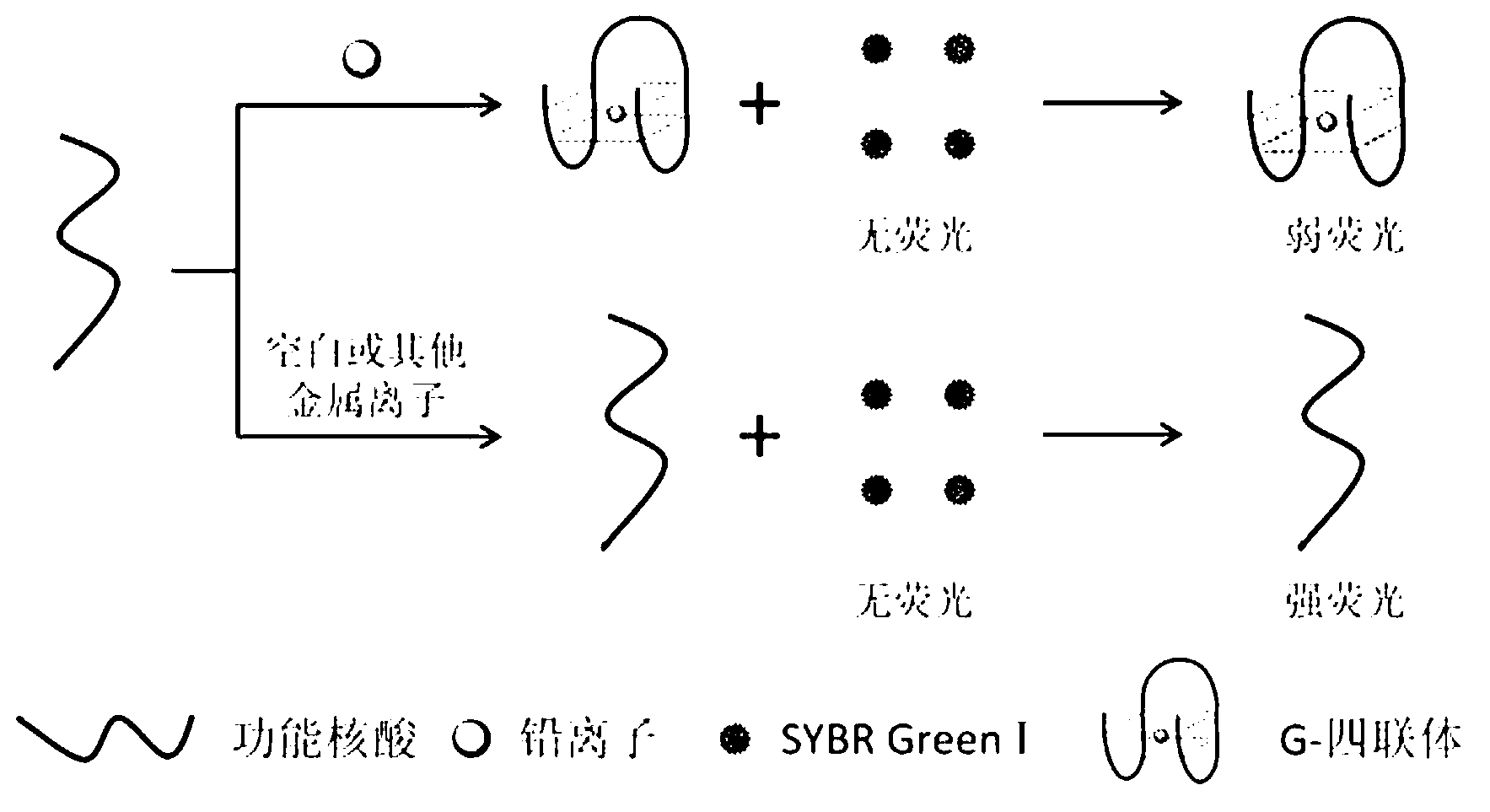 Method for detecting lead by G-quadruplex fluorescence method formed by using unlabeled functional nucleic acid