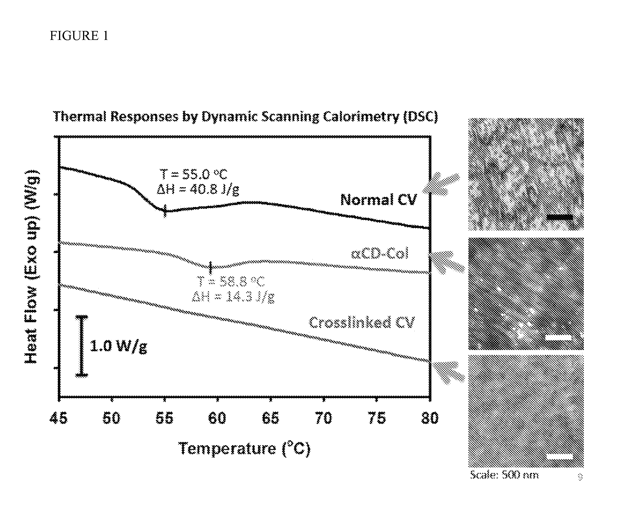 Compositions comprising cyclodextrin incorporated collagen matrices for use in biomedical applications