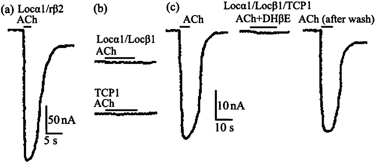 An artificial expression system and application of insect acetylcholine receptor protein complex