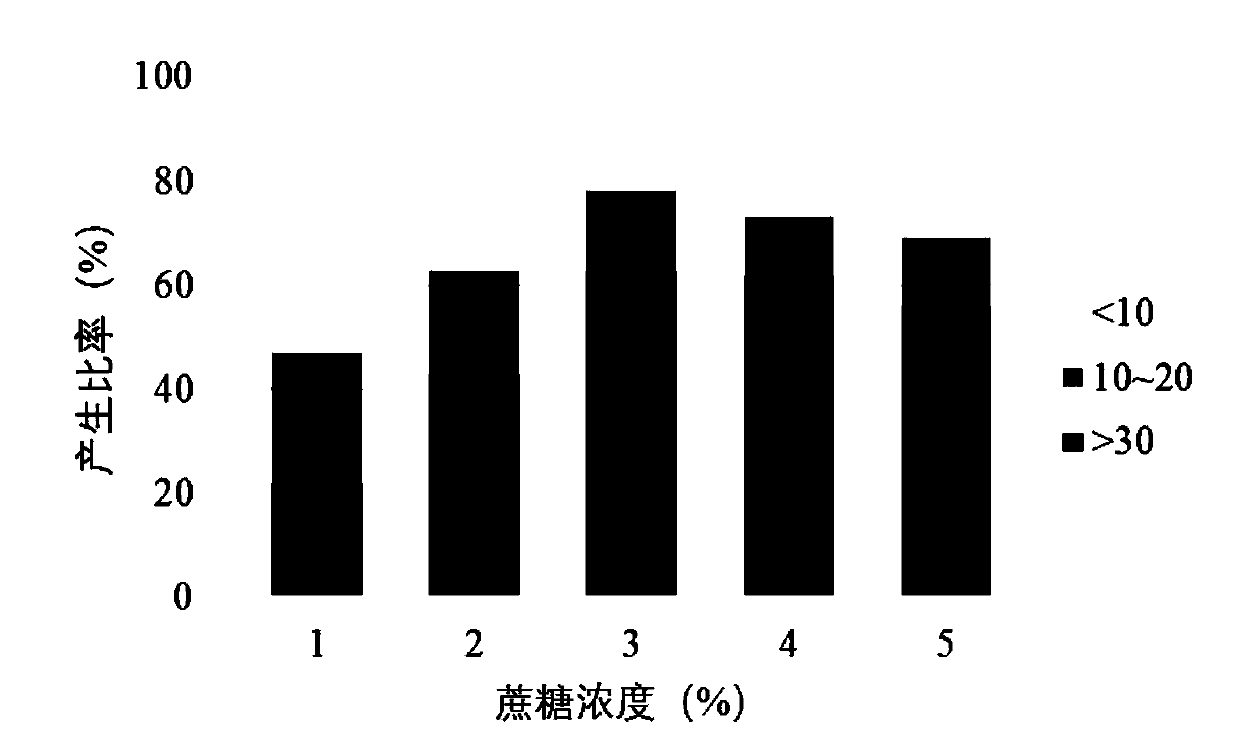 Somatic embryo way based tissue culture rapid propagation method for drynaria roosii seedlings