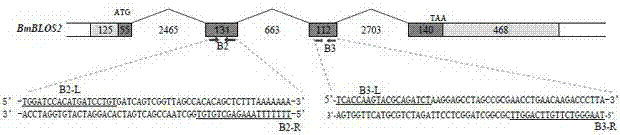 Long genome segment deletion system and use thereof