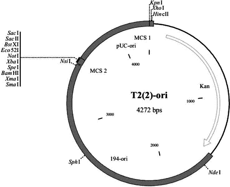 Bacillus licheniformis for multiplying operon bacABC copy number and knocking off recA gene and establishment method of bacillus licheniformis