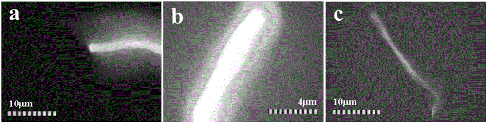 Micro-interface hydroxyl free radical characterization method based on fluorescence imaging analysis