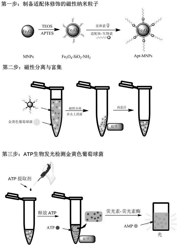 A method for specific detection of Staphylococcus aureus