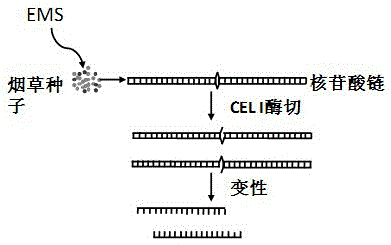 Mutant flue-cured tobacco CYP82E4 gene, and applications thereof