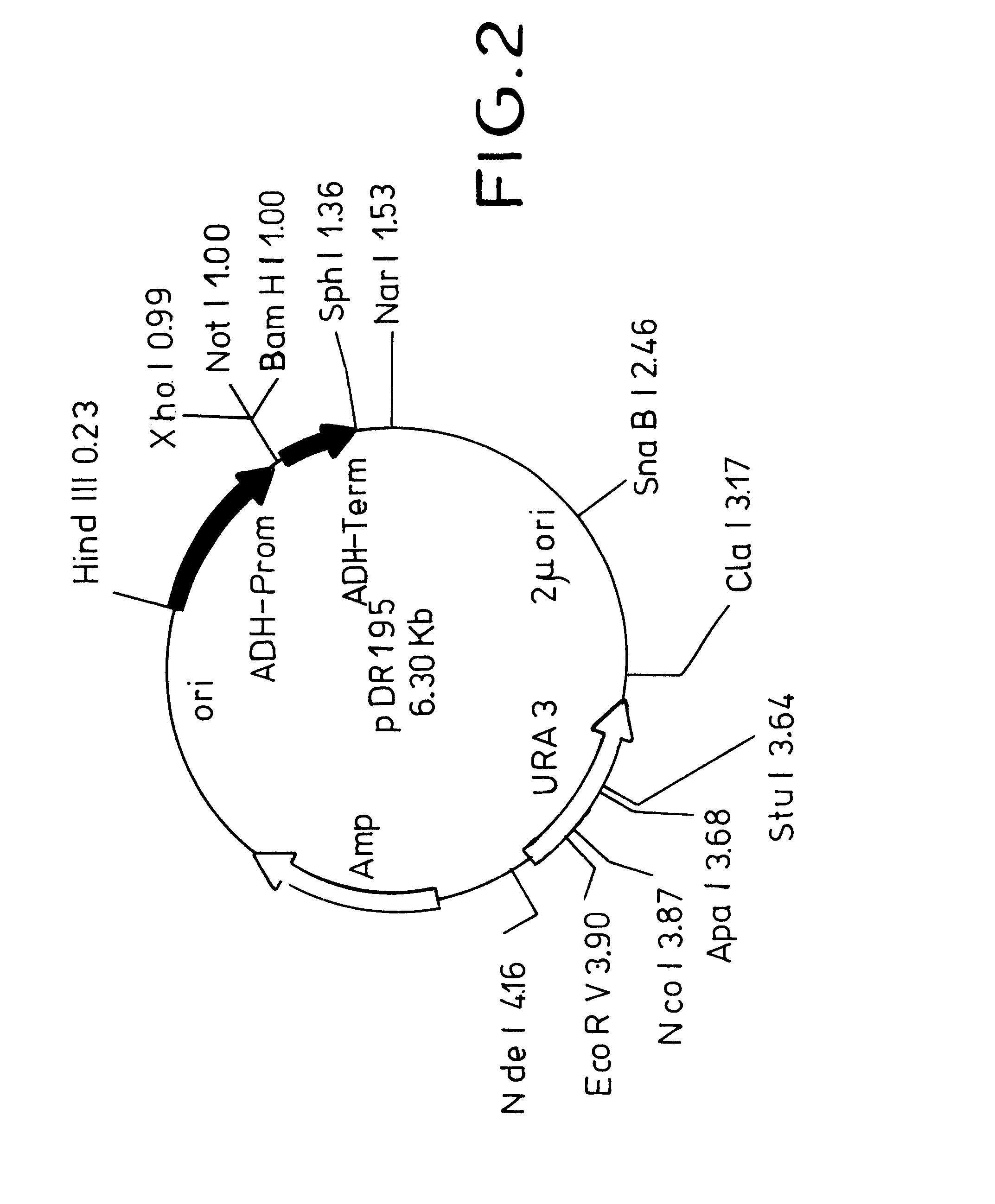 Method for increasing the gene expression of saccharose synthase