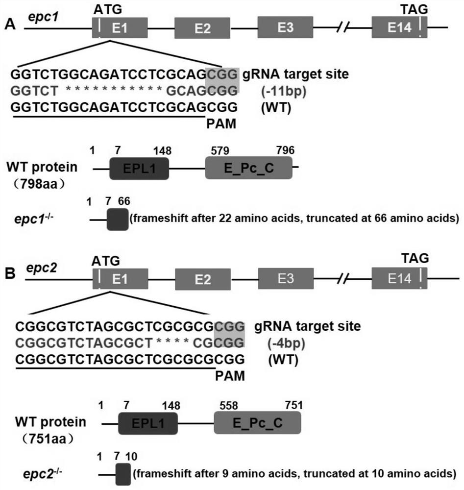 Application of epc1epc2 mutant in construction of environment-susceptible zebrafish model