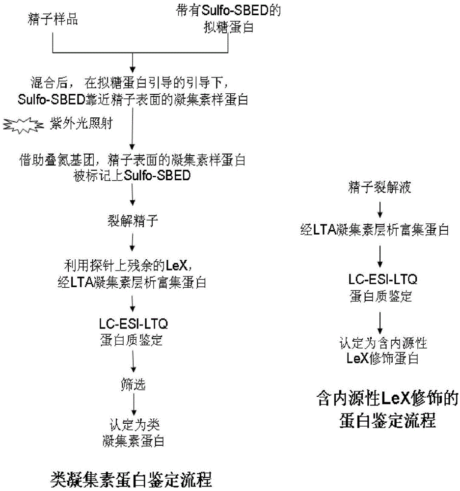 Application of dequalinium chloride as mouse birth control medicine