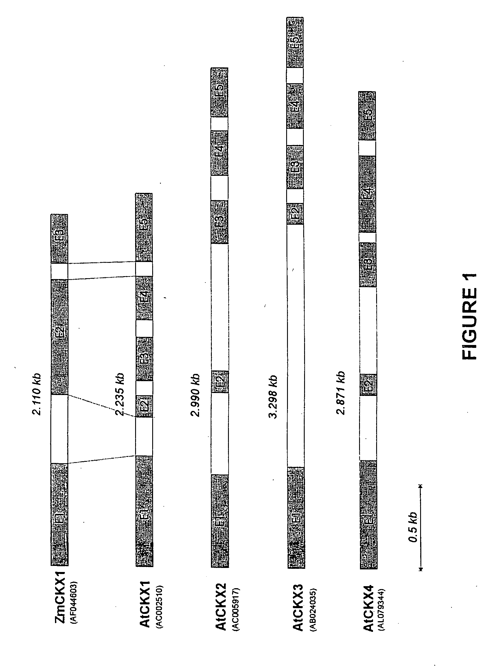 Method for modifying plant morphology, biochemistry and physiology