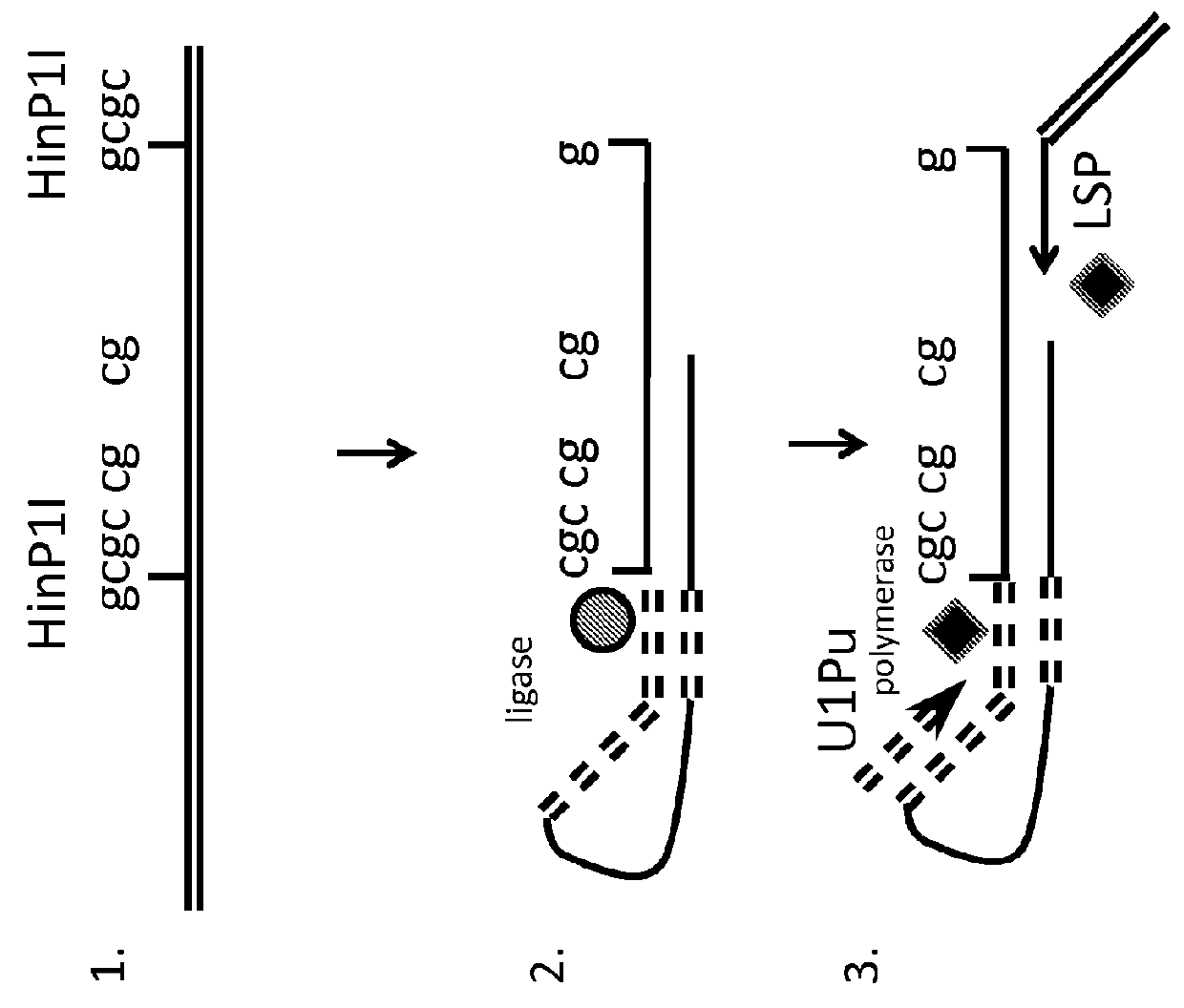 Method for relative quantification of changes in DNA methylation, using combined nuclease, ligation, and polymerase reactions