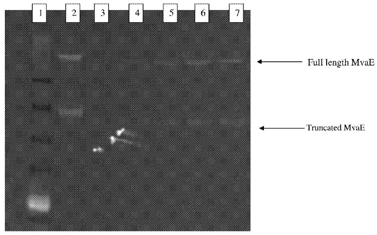 Recombinant microorganisms for enhanced production of mevalonate, isoprene, and isoprenoids